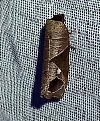 Anacrusis terrimccarthyae