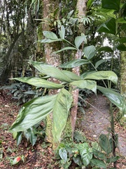 Chamaedorea pinnatifrons