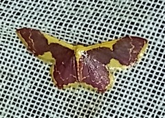 Idaea gemma