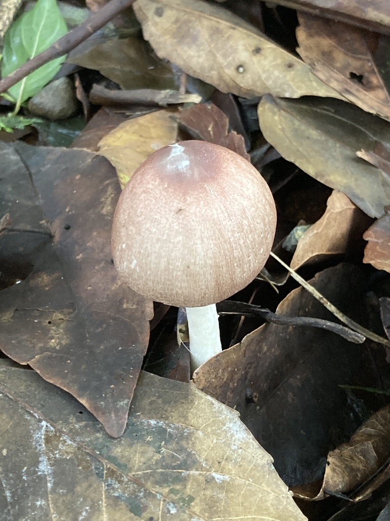 Agaricus subrufescens