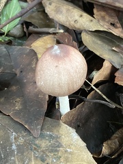 Agaricomycetes