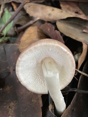 Agaricomycetes