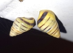 Drymaeus rufolineatus