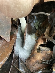 Agaricomycetes