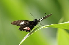 Archonias brassolis tereas
