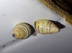 Drymaeus rufolineatus