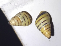 Drymaeus rufolineatus