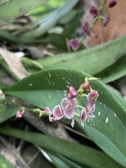 Stelis