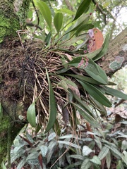 Stelis