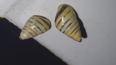 Drymaeus rufolineatus