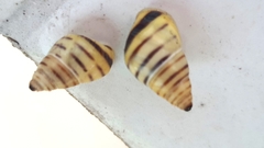 Drymaeus rufolineatus