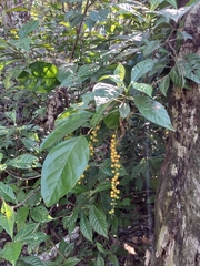 Citharexylum spinosum