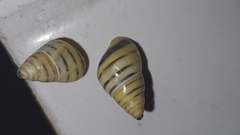 Drymaeus rufolineatus