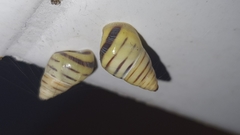 Drymaeus rufolineatus