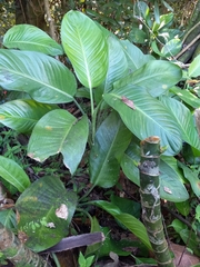 Dieffenbachia seguine