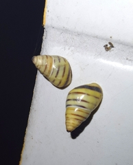 Drymaeus rufolineatus