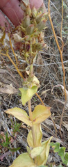 Penstemon cyananthus cyananthus