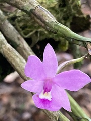 Dimerandra
