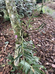Dimerandra
