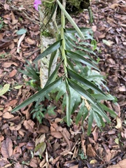 Dimerandra