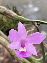 Dimerandra