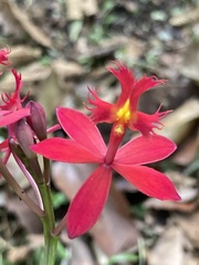 Epidendreae