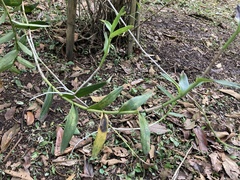 Epidendreae