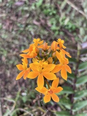 Epidendrum