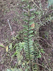 Epidendrum