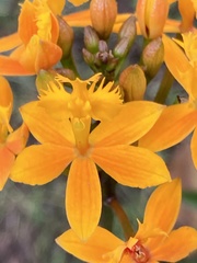 Epidendrum
