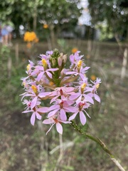 Epidendrum