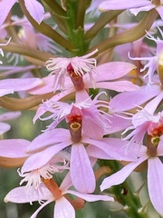 Epidendrum