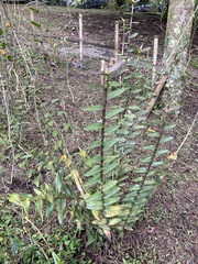 Epidendrum