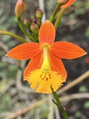 Epidendreae