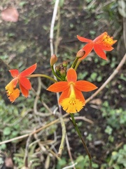 Epidendreae