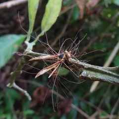 Ophiocordyceps humbertii