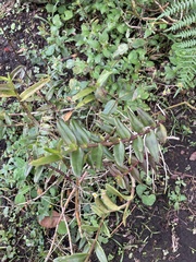 Epidendreae