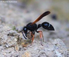 Hypodynerus colocolo