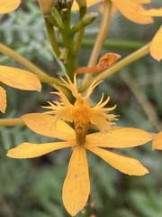 Epidendrum