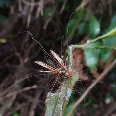 Ophiocordyceps humbertii