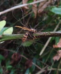 Ophiocordyceps humbertii