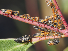 Eurymeloides marmorata