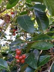 Citharexylum spinosum