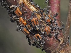 Eurymeloides marmorata