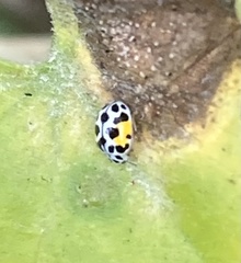 Psyllobora nana
