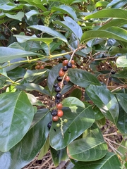 Citharexylum spinosum
