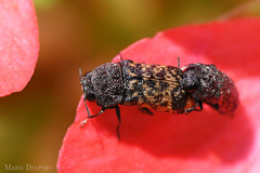 Acmaeodera ruficaudis