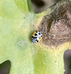 Psyllobora nana