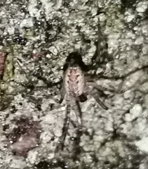 Pityohyphantes phrygianus