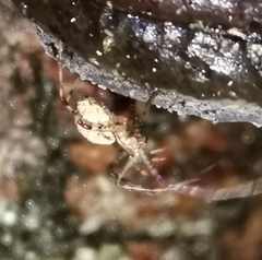 Pityohyphantes phrygianus